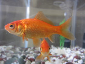 Goldfish Ka Scientific Naam