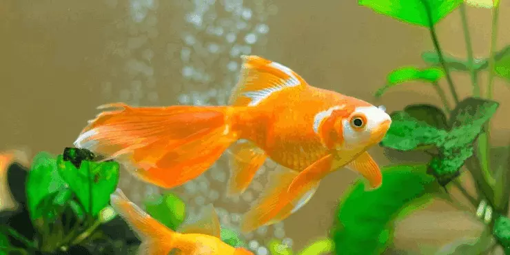Goldfish ka scientific naam kya hai
