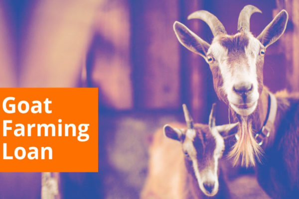 Goat Farming Scheme – 10 lakh Rupees will be Available for Opening A Goat Farm 2023