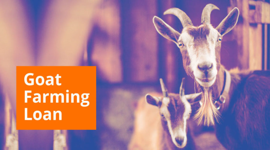 Goat Farming Scheme