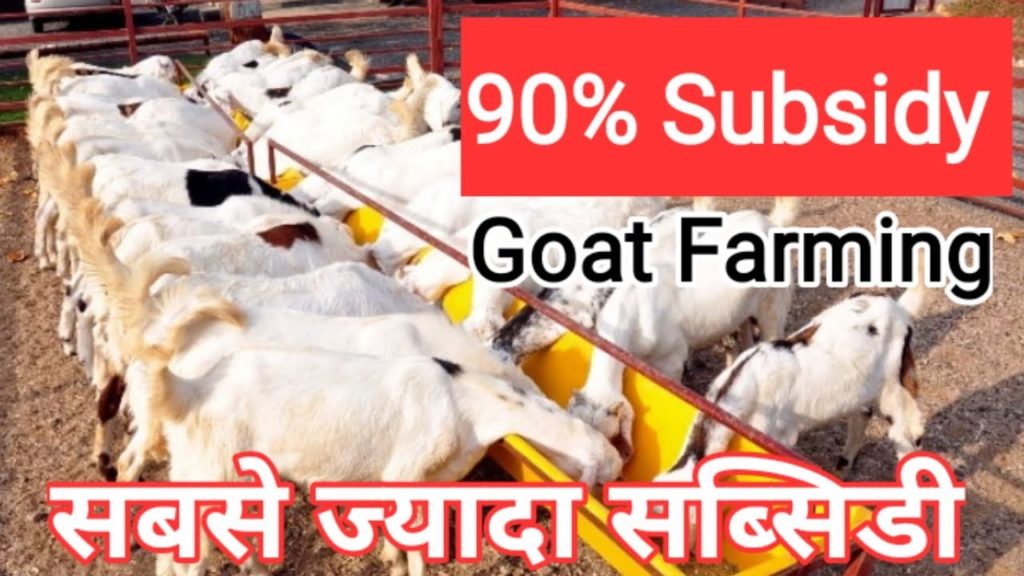 Goat Farming Scheme 